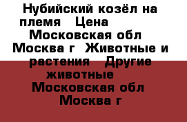 Нубийский козёл на племя › Цена ­ 25 000 - Московская обл., Москва г. Животные и растения » Другие животные   . Московская обл.,Москва г.